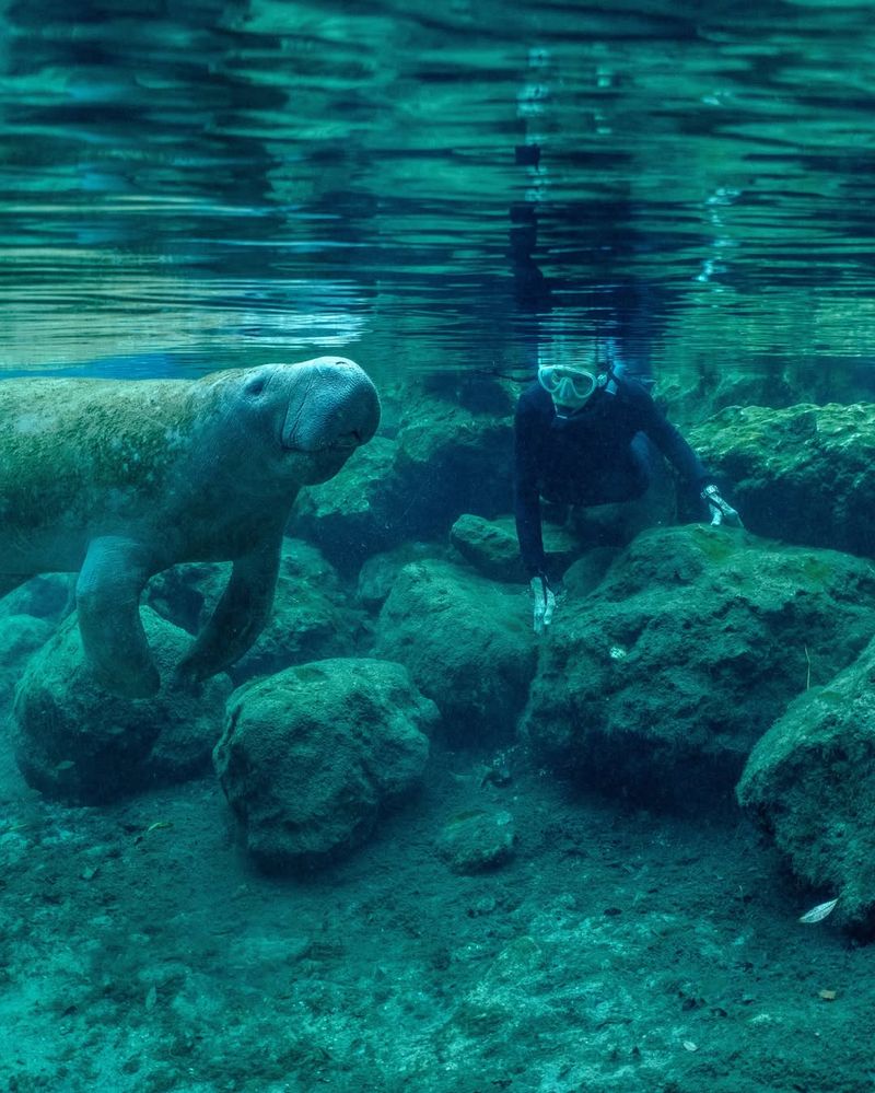 Manatee Watching During Their Winter Migration