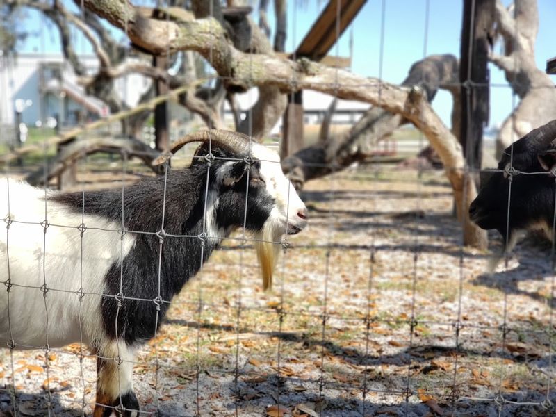 Animal Encounters: Calves, Goats, and Jack the Donkey