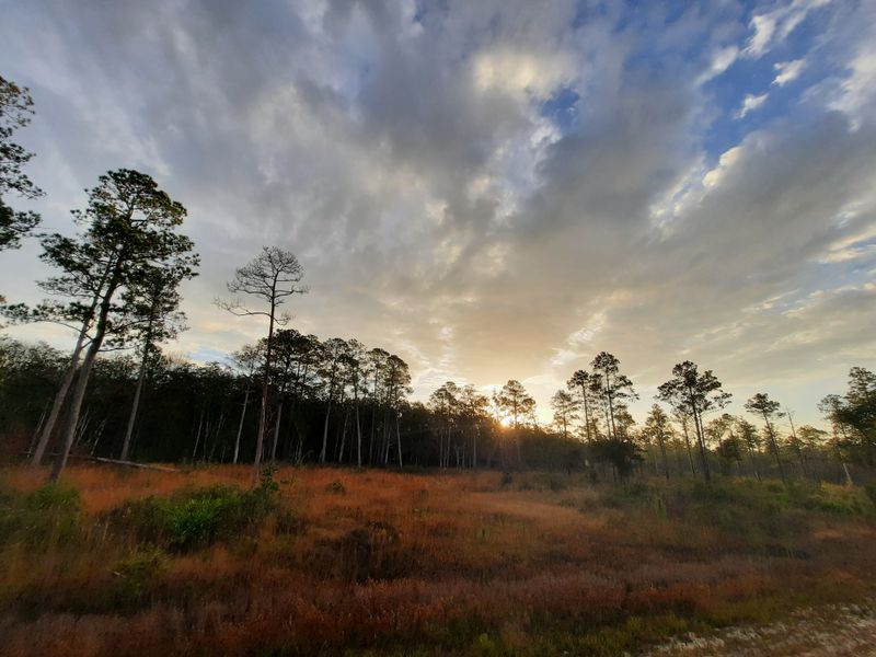 Apalachicola National Forest