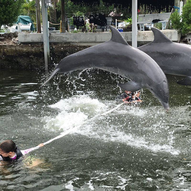 Dolphin Encounter in Key Largo