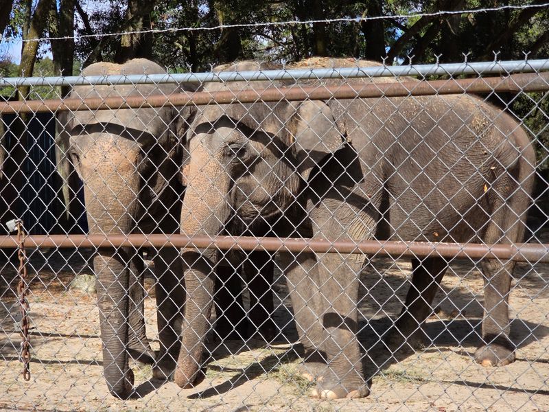 Ethics, Care, and Elephant Training Explained