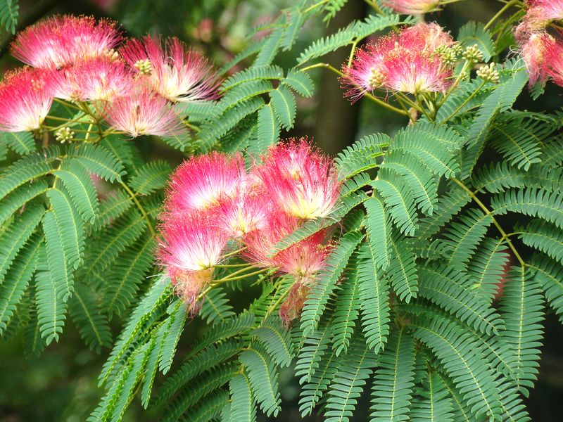 Mimosa Tree (Albizia julibrissin)
