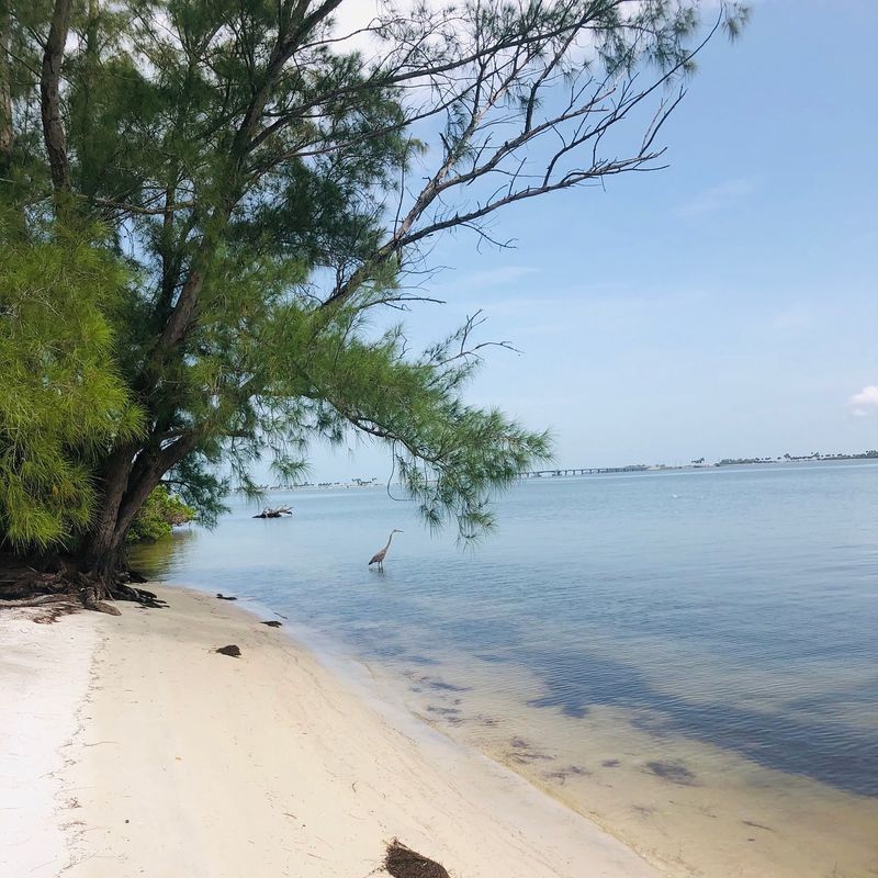 Honeymoon Island State Park (Dunedin)
