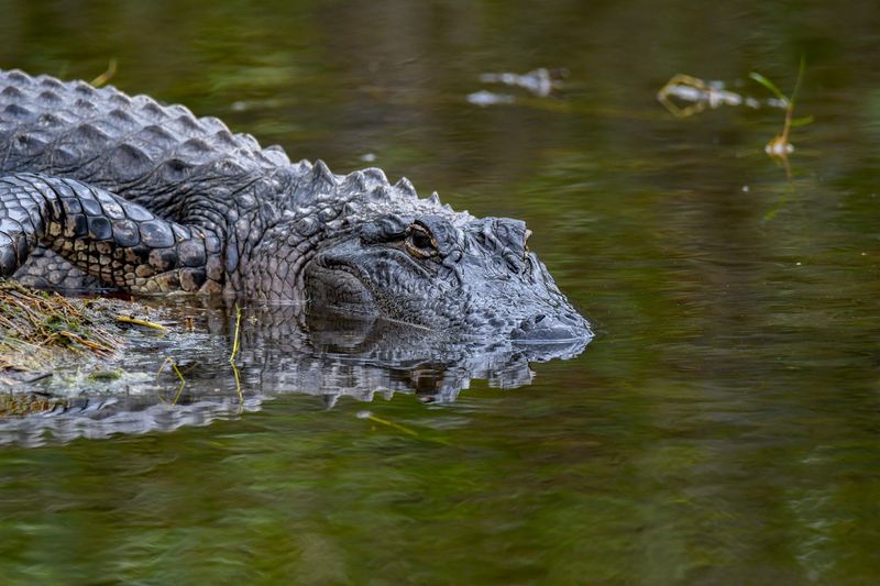 Merritt Island National Wildlife Refuge (Titusville)