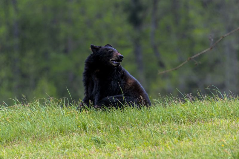 Black Bears Roaming Free in the Wild