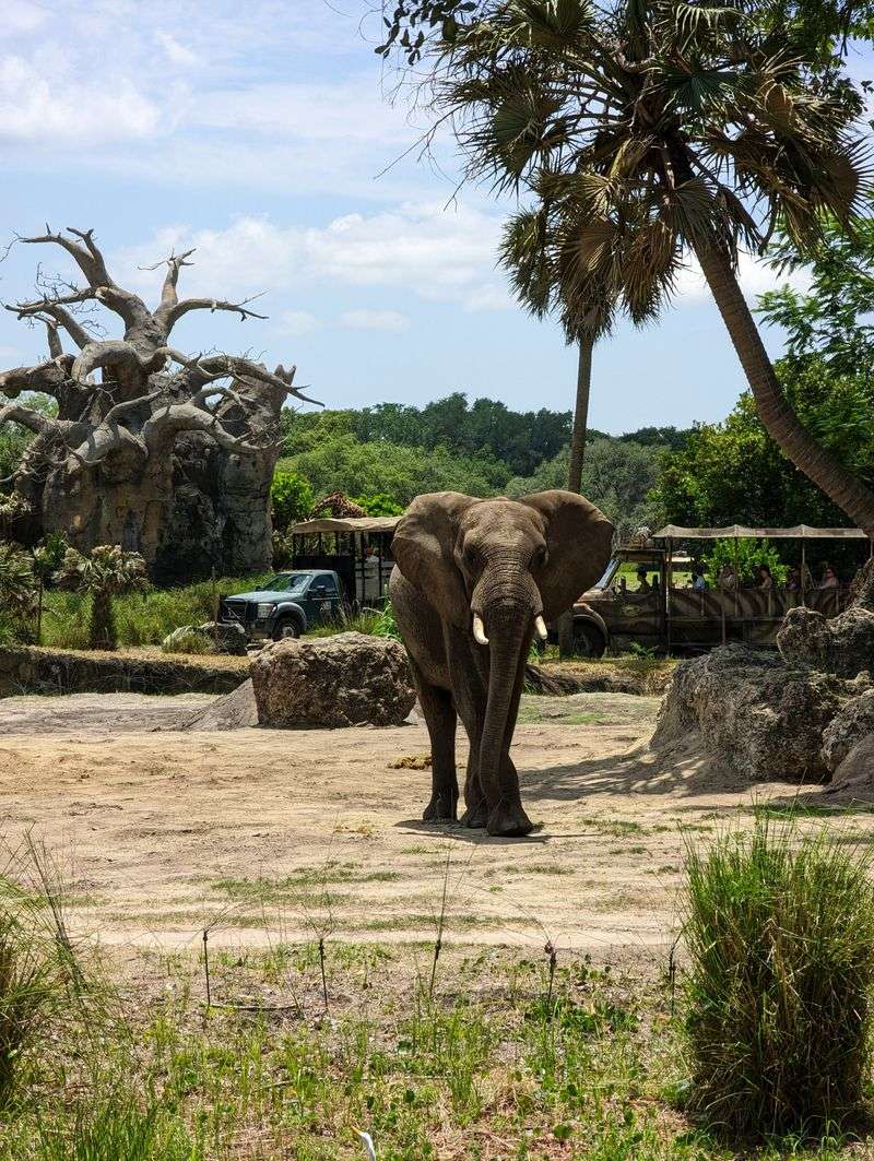 Disney's Animal Kingdom (Kissimmee)