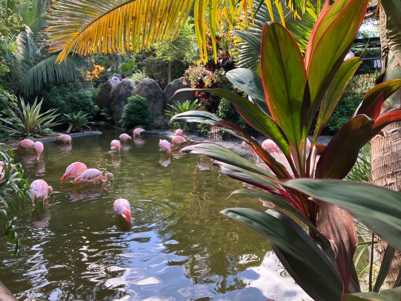 Resident Flamingos and Bird Encounters