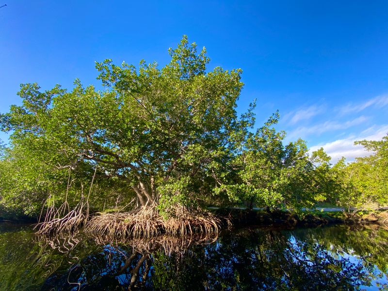 Flamingo (Everglades National Park)
