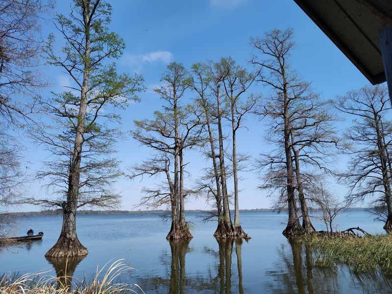 Reelfoot Lake's Earthquake-Born Landscape