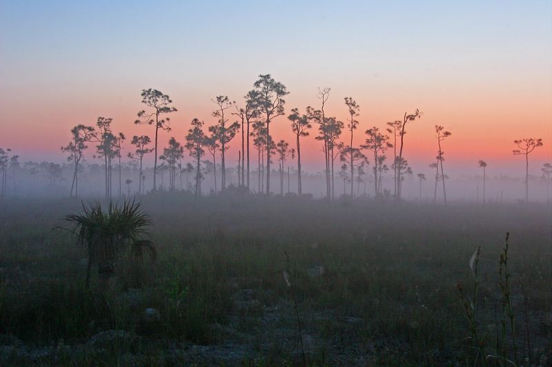 Pink Sunrise “Fogbows” in the Everglades