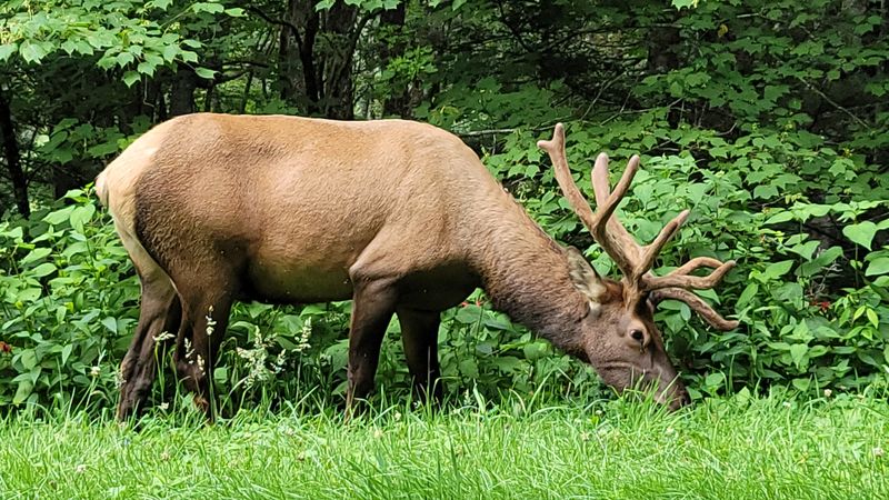 Balsam Mountain Area (Great Smoky Mountains National Park)