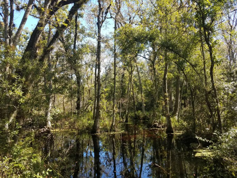 Wilderness, Blackwater, and Flatwoods Loops
