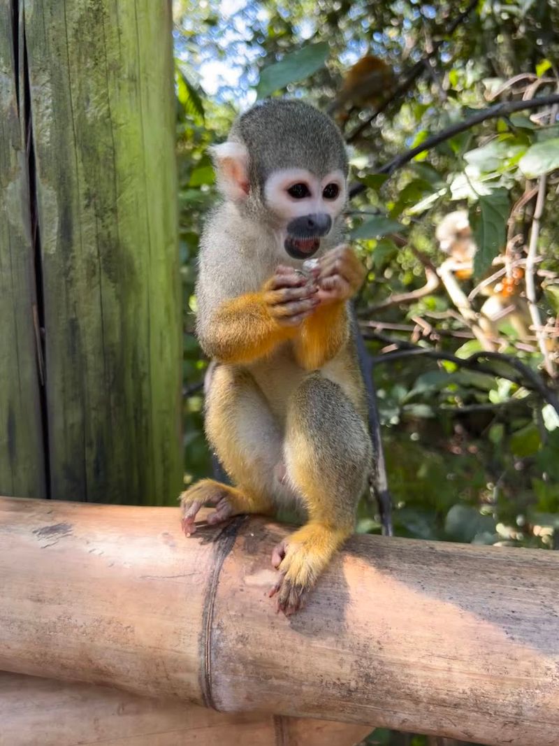 The VIP Squirrel Monkey Encounter