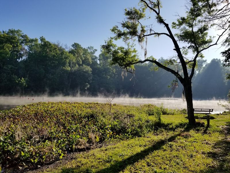 Picnic Perfect: Shade, Grills, and Family Time