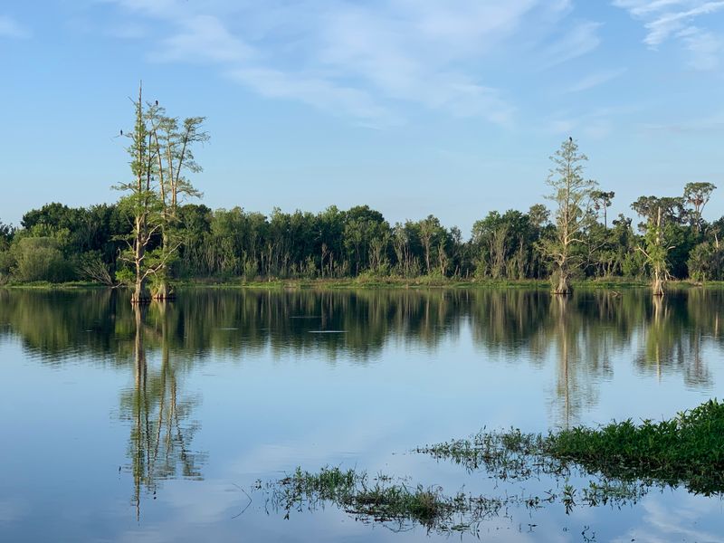 Hike Stunning Wetlands at Circle B Bar Reserve