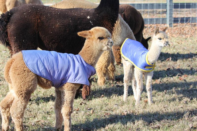 Meet the Alpacas (and Any Other Farm Friends You Might See)