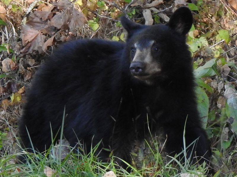 Saving Orphaned and Injured Bear Cubs