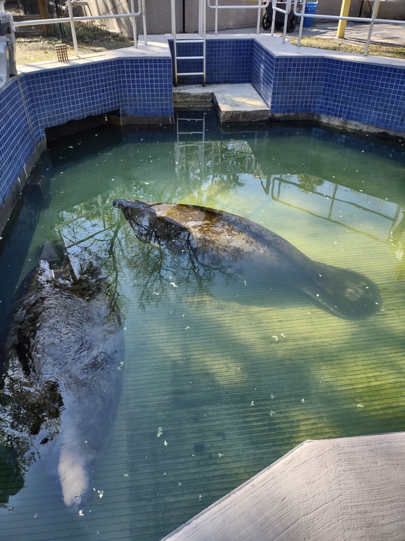 Homosassa Springs Wildlife State Park (Homosassa)