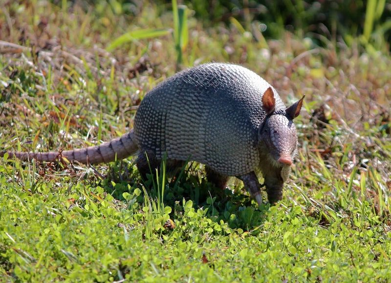 Merritt Island NWR – Visitor Center Boardwalk (Titusville | Space Coast)