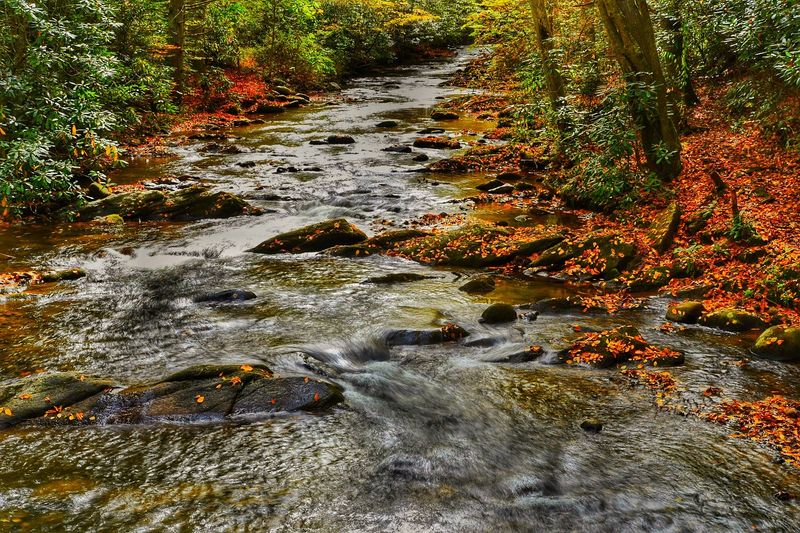 Roan Mountain Gardens Trail (Roan Mountain State Park)