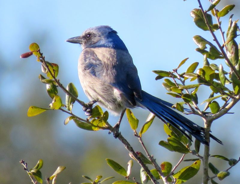 Volunteer Restoration Sprint