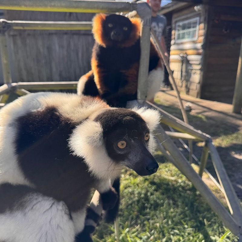 Lemur Hangout: Playful, Protected, Unforgettable