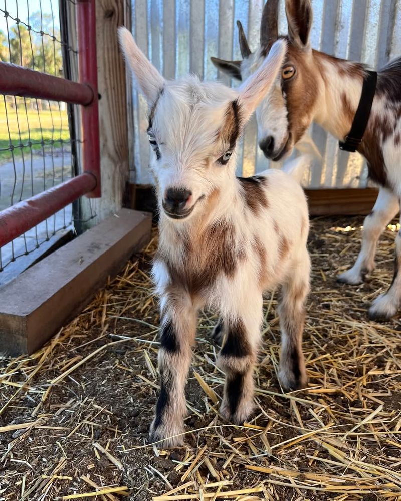 Goat And Bunny Encounters