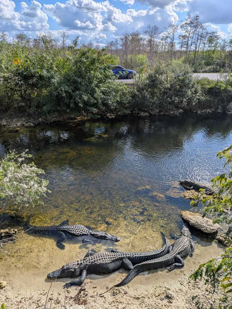 Big Cypress National Preserve (Tamiami Trail region)