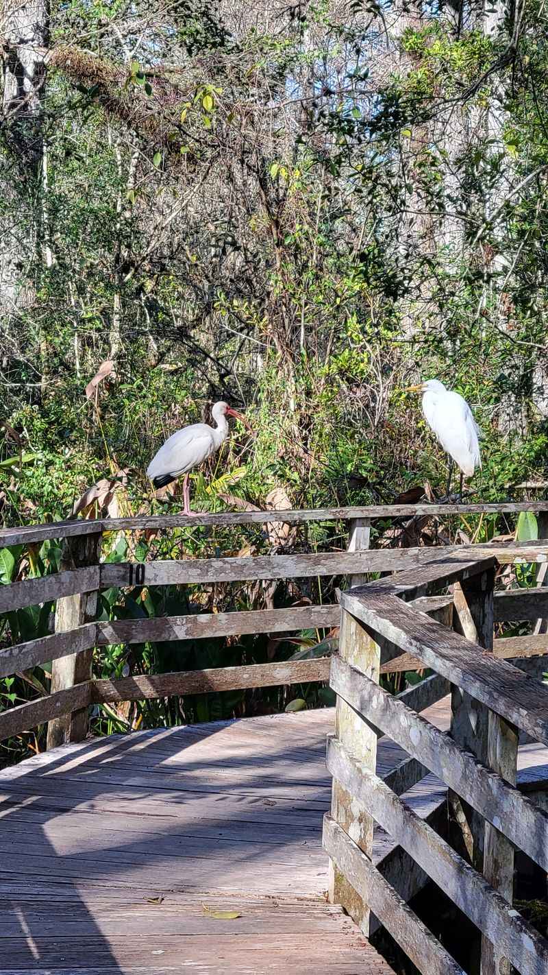 Corkscrew Swamp Sanctuary (Naples)