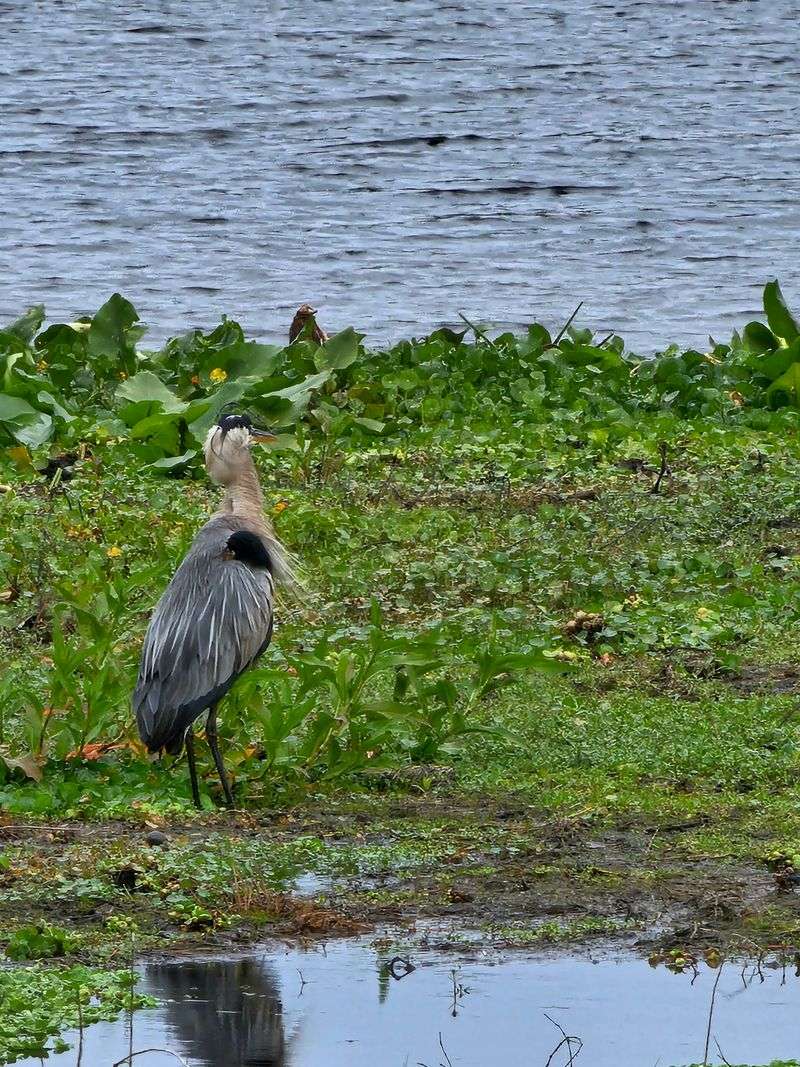 Wildlife You Might See