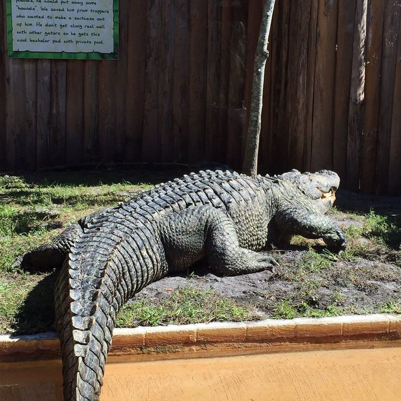 Alligator Trainer Experience at Gatorland (Orlando)