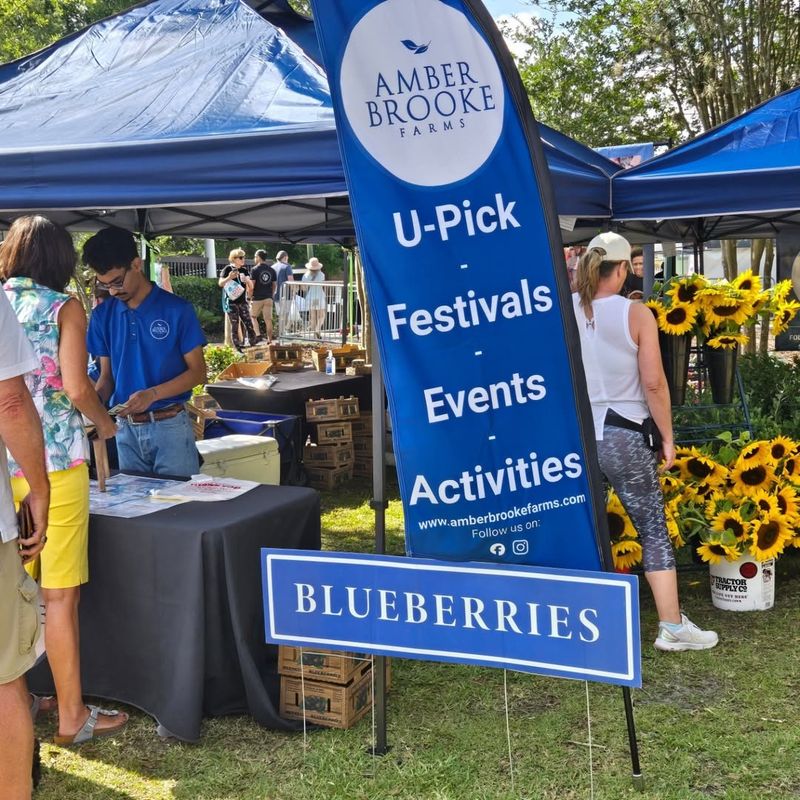 Festival Guide: What to Expect