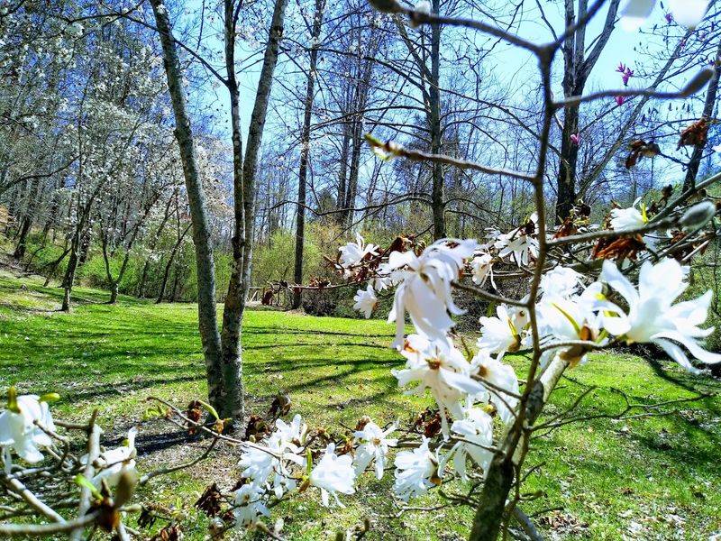 University of Tennessee Arboretum &mdash; Oak Ridge