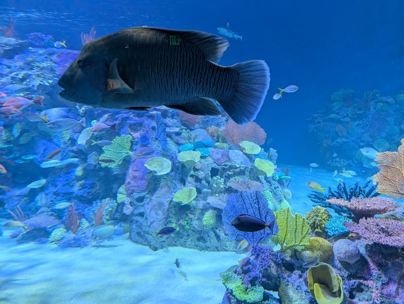 Touch Tanks: Rays, Baby Sharks, and Anemones