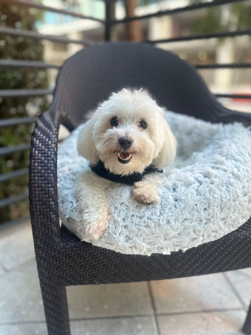 Purrfect Grooming – Mobile Pet Spa (Miami)