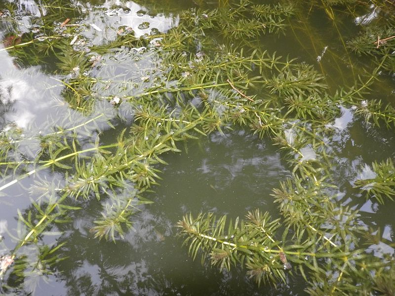 Hydrilla (Hydrilla verticillata)