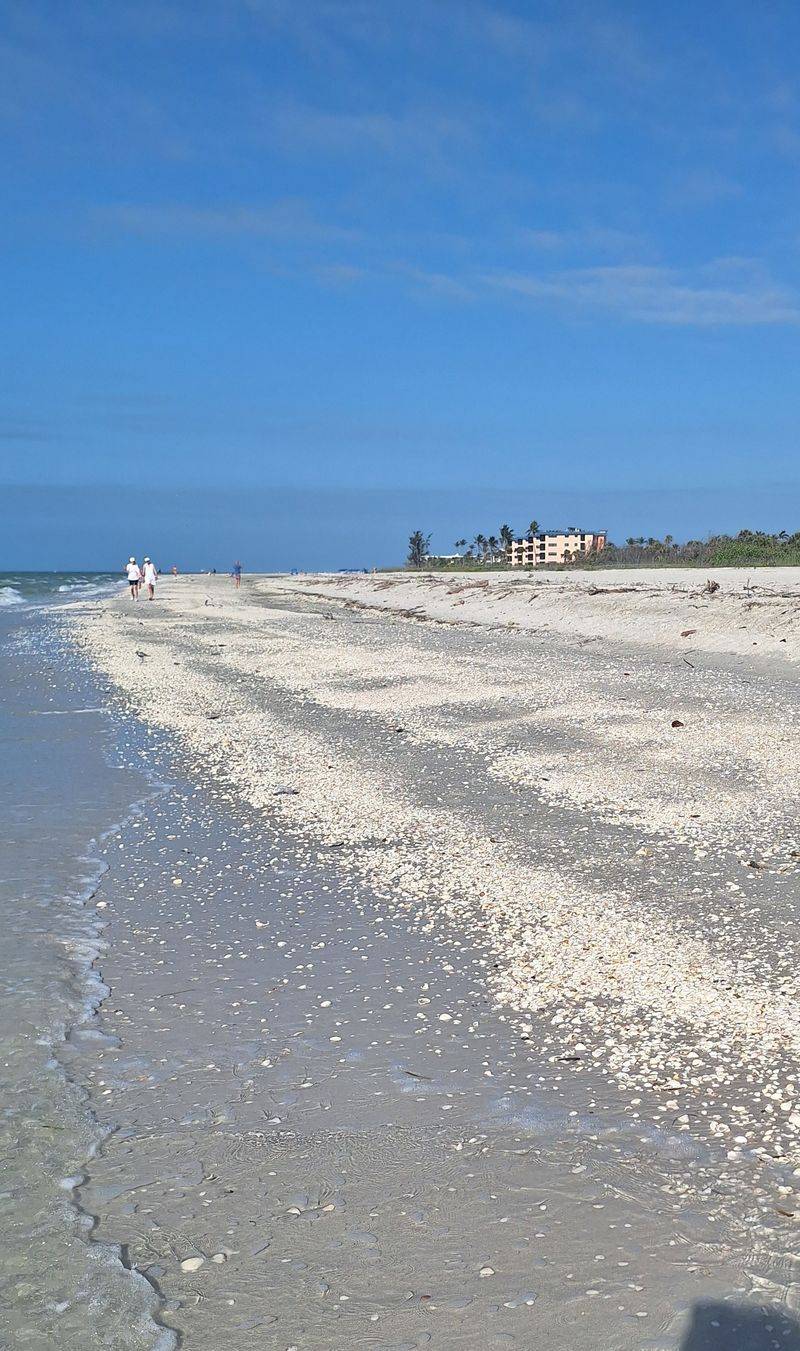 Museums, Tours, and Sanibel’s Shell Culture