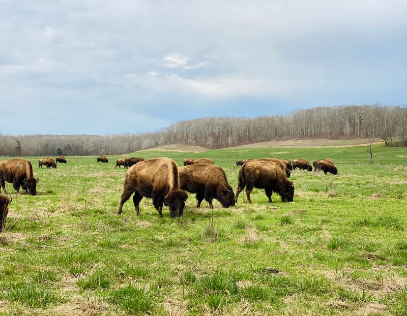 Land Between the Lakes National Recreation Area (Dover)