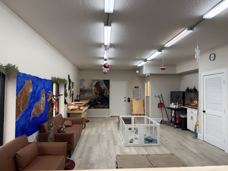 What to Know Before You Go to Florida's Only Capybara Café