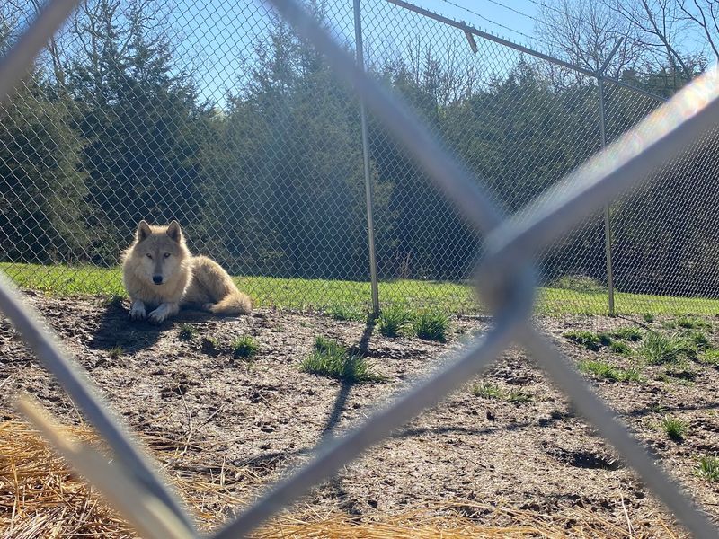 Meet the Residents of Wolf Paws