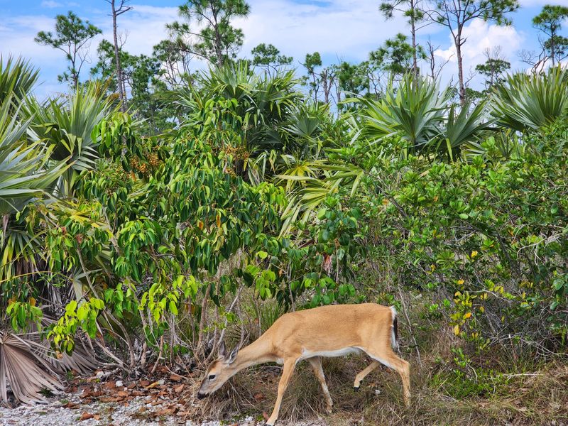 Blue Hole Observation Platform (Big Pine Key)