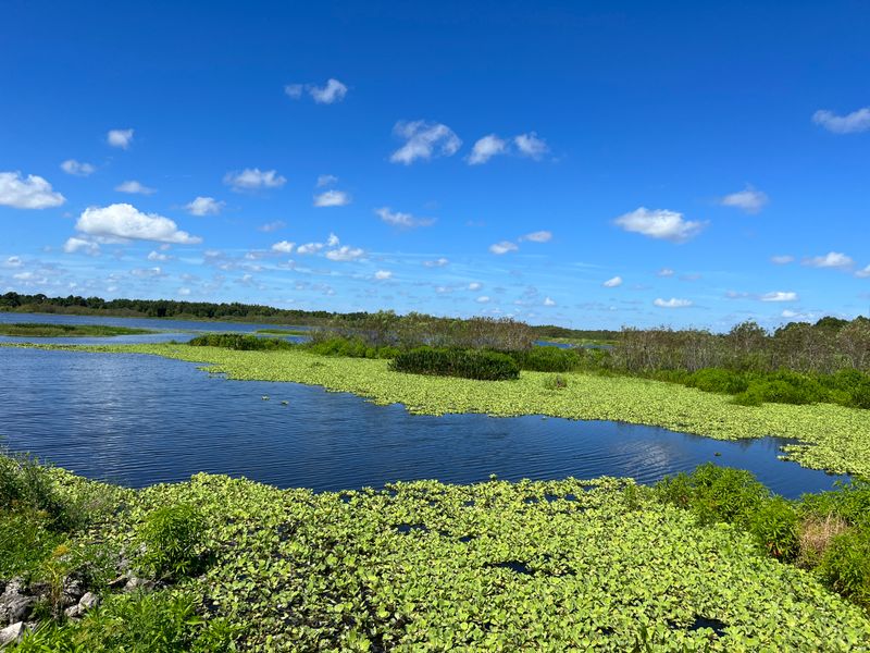 Shy River Otters at Marsh Rabbit Run
