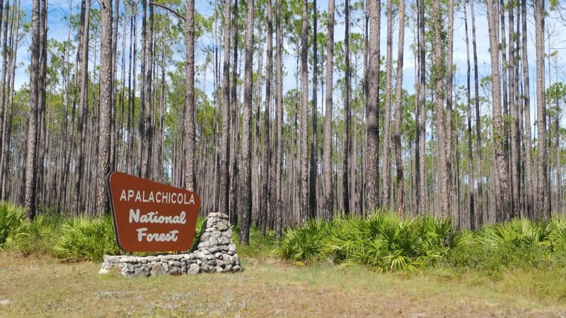 Apalachicola National Forest