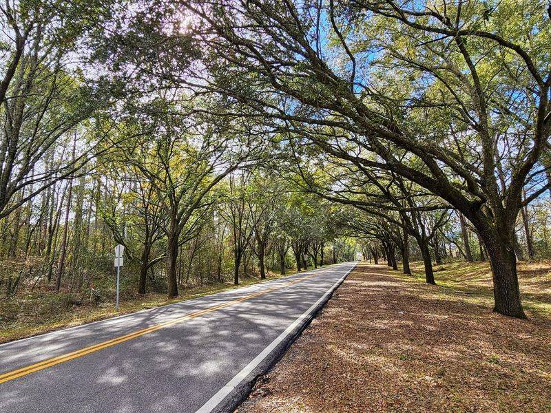 Canopy Roads of Tallahassee — Miccosukee Road