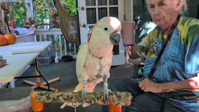 Nancy Forrester’s Secret Garden (Key West)