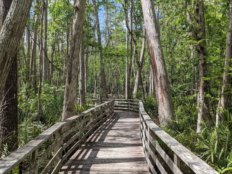 Corkscrew Swamp Sanctuary Boardwalk (Naples)