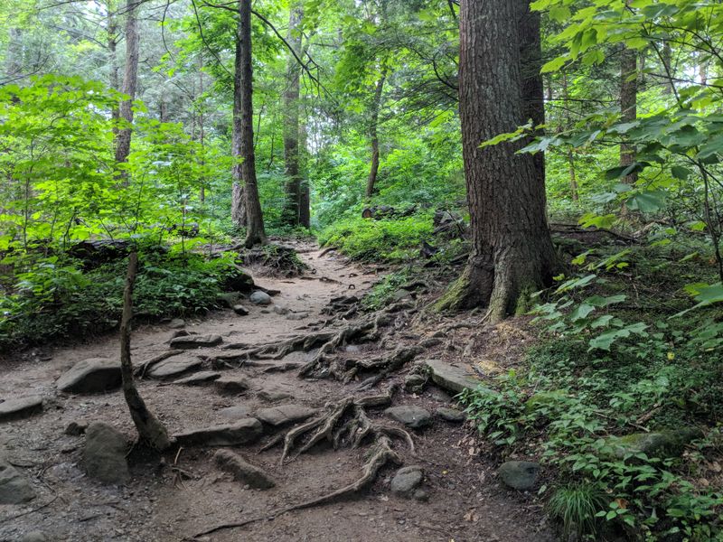 What to Expect on the Trillium Gap Trail