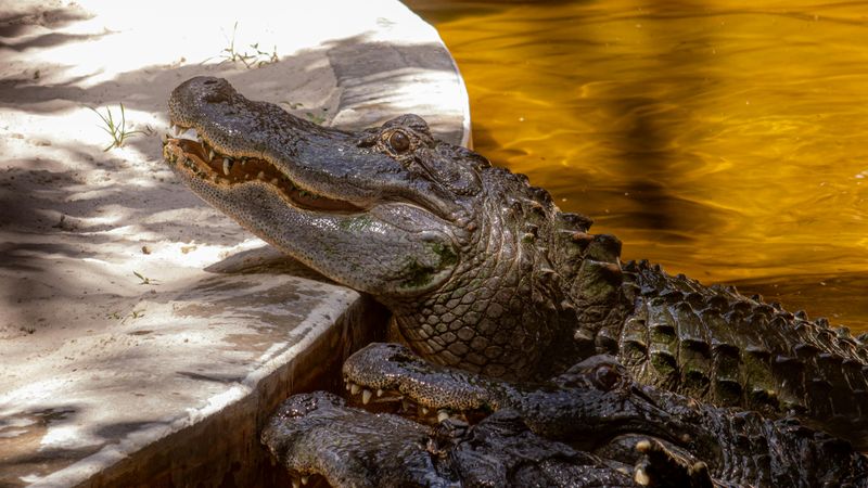 Wildlife rules are real—especially gators