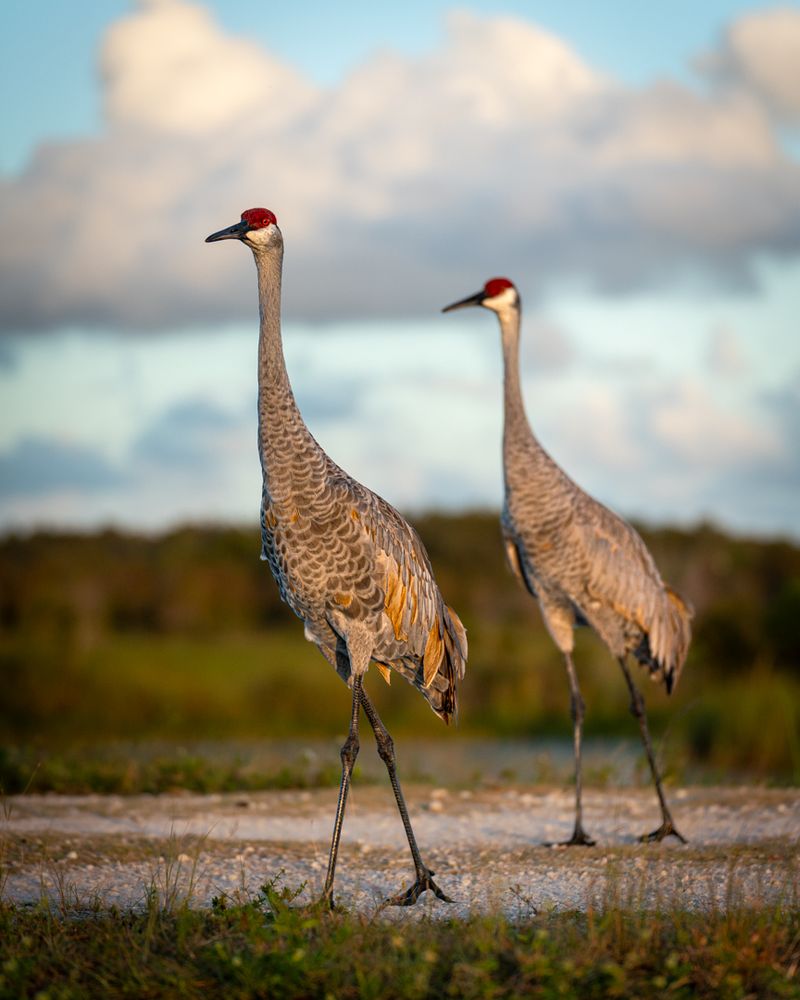 Arthur R. Marshall Loxahatchee National Wildlife Refuge (Boynton Beach)