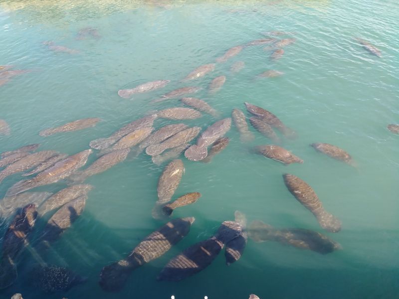 Manatee Lagoon (West Palm Beach)